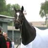 Zenyatta is perfect in so many ways: 19 wins of  20 starts is an amazing record.  Even her second place finish in her last race of 2010 was full of heart.  No wonder she is called The Queen! And so fitting she was given the title "Horse of the Year" for 2010.